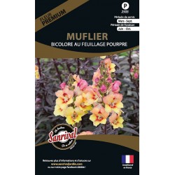 Muflier Bicolore au...