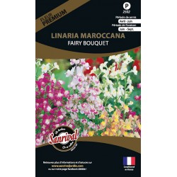 Linaria Maroccana Fairy...