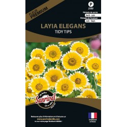 Layia Elegans Tidy Tips