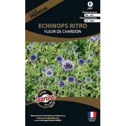 Echinops Ritro Fleur De...