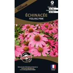échinacée Feeling Pink