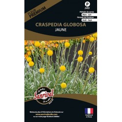 Craspedia Globosa Jaune