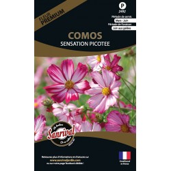 Comos Sensation Picotee