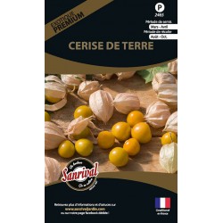 Cerise de terre