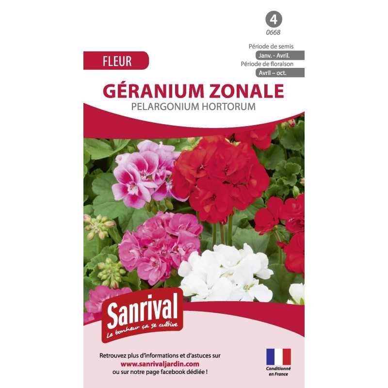 Graines de Géranium Zonale Pelargonium Hortorum Graines de Géranium Zonale Pelargonium Hortorum