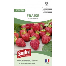 graines de Fraise Temptation