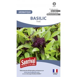 Graines de basilic thaï