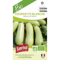 Courgette blanche Bianca di trieste