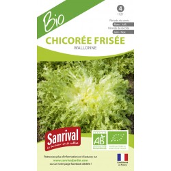 graines de Chicor&eacute;e fris&eacute;e wallonne