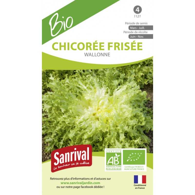 graines de Chicorée frisée wallonne graines de Chicorée frisée wallonne