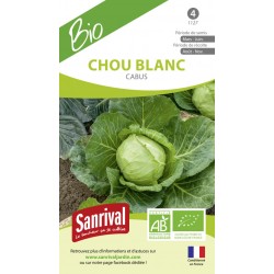 graines de Chou blanc cabus