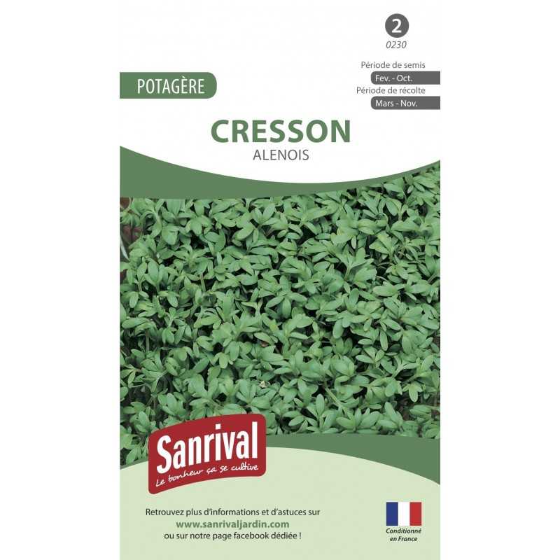 graines de Cresson Alenois graines de Cresson Alenois