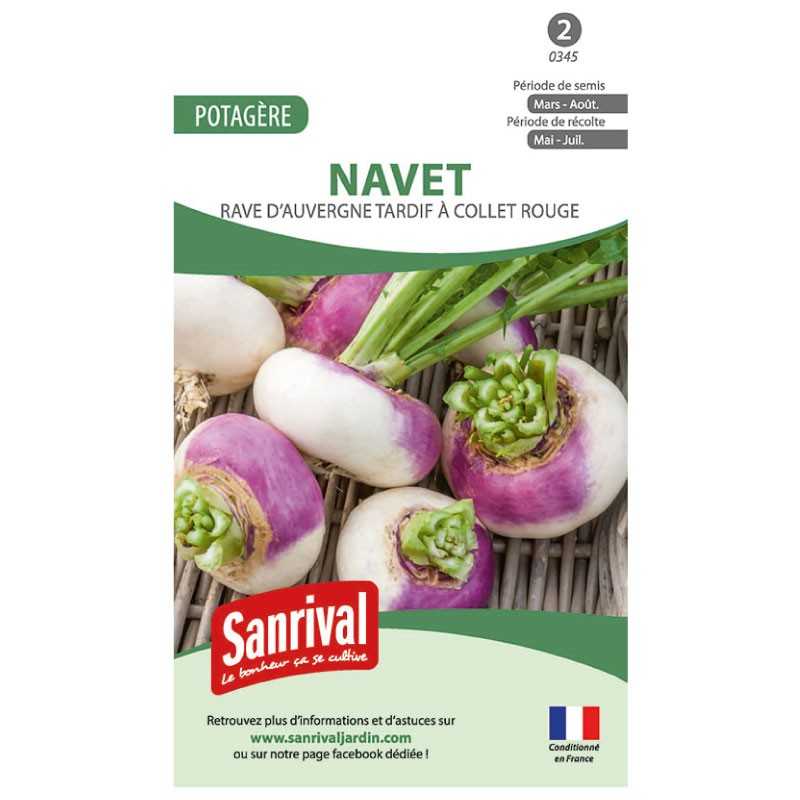 Graines de Navet Rave d'Auvergne tardif à collet rouge Graines de Navet Rave d'Auvergne tardif à collet rouge