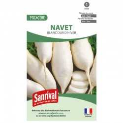 Graines de Navet Blanc dur d'hiver