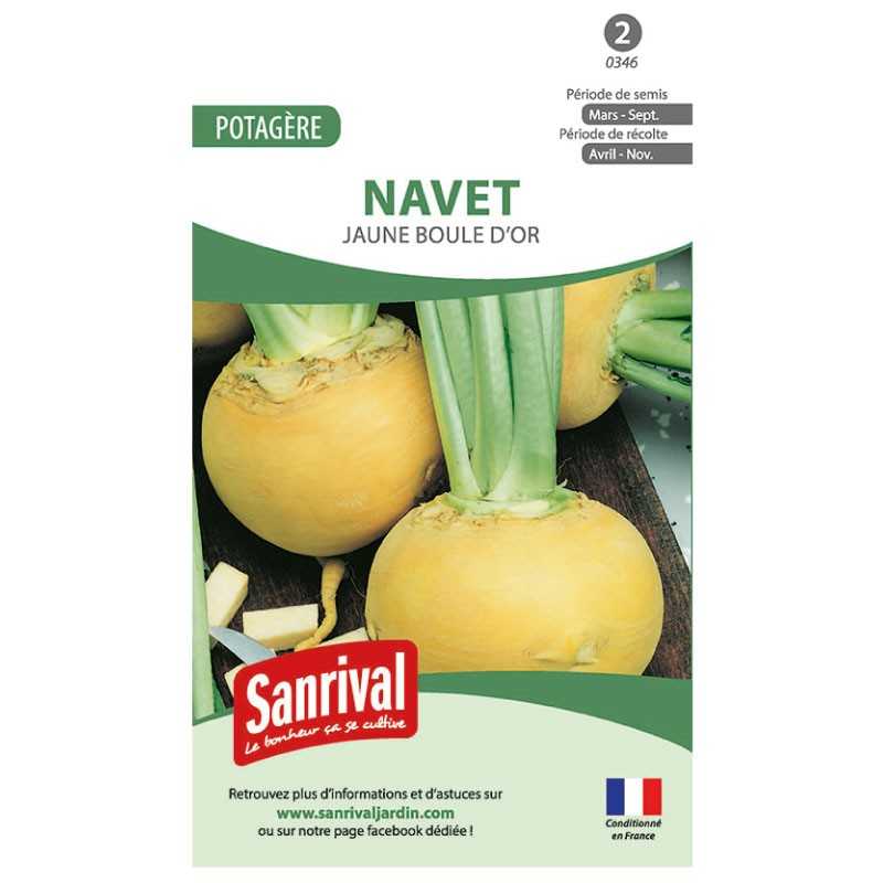 Graines de Navet jaune Boule d'or Graines de Navet jaune Boule d'or