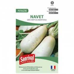 Graines de Navet des vertus Marteau