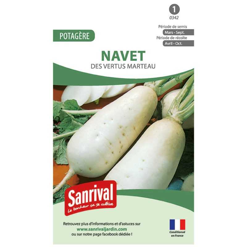 Graines de Navet des vertus Marteau Graines de Navet des vertus Marteau