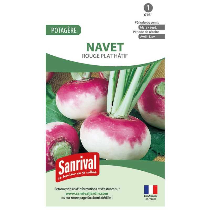 Graines de Navet rouge plat hâtif Graines de Navet rouge plat hâtif