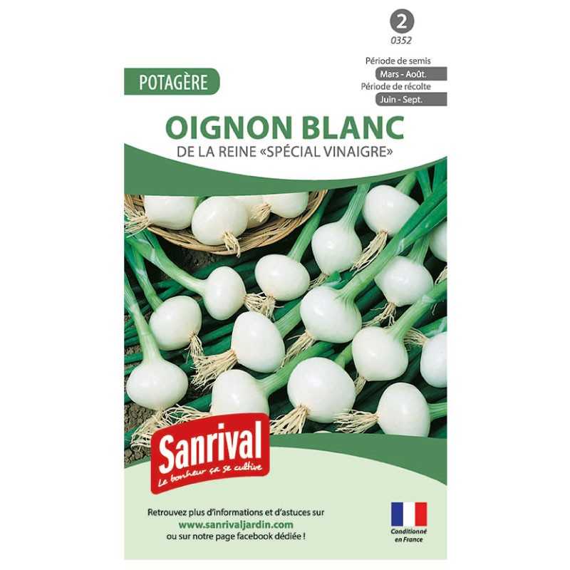 Graines de Oignon blanc de la reine Spécial vinaigre Graines de Oignon blanc de la reine Spécial vinaigre