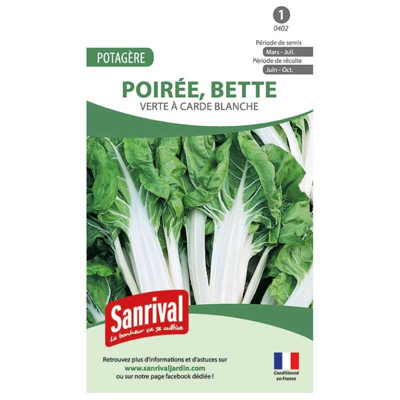 Graines de Poirée verte à carde blanche Graines de Poirée verte à carde blanche