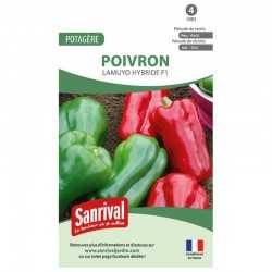 Poivron Lamuyo hybride F1