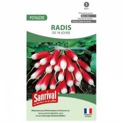 Radis de 18 jours
