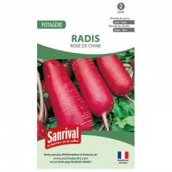 Radis de Chine rose
