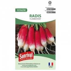 Radis Flamboyant
