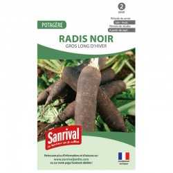 Radis Noir Gros long d'hiver