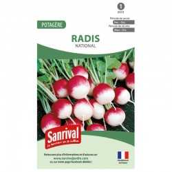 Radis National rond rose &agrave; bout blanc