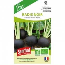 Radis Noir Gros rond d'hiver
