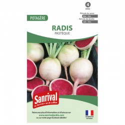 Radis Past&egrave;que