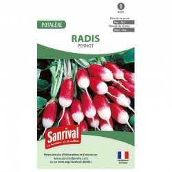 Radis Pernot