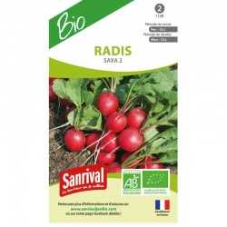 Radis saxa 2