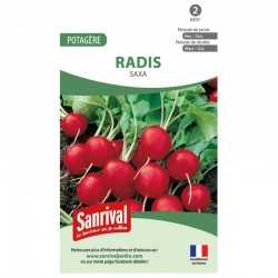 Radis Saxa