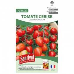 Graines de tomate cerise c&oelig;ur de pigeon