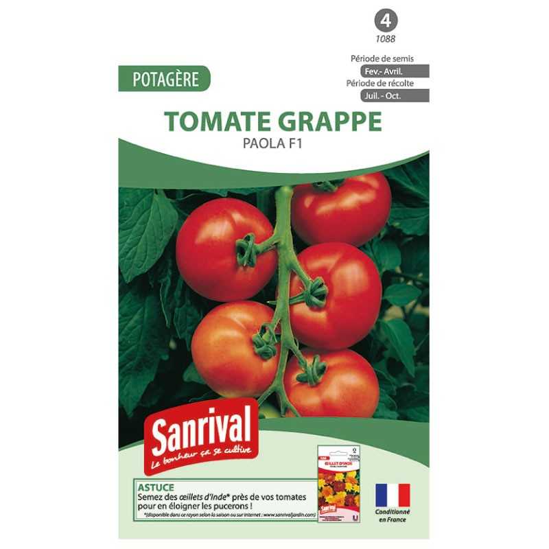 Graines de tomate grappe Paola F1 Graines de tomate grappe Paola F1
