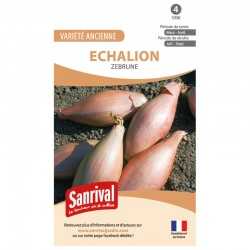 Graines d'Echalion Zebrune