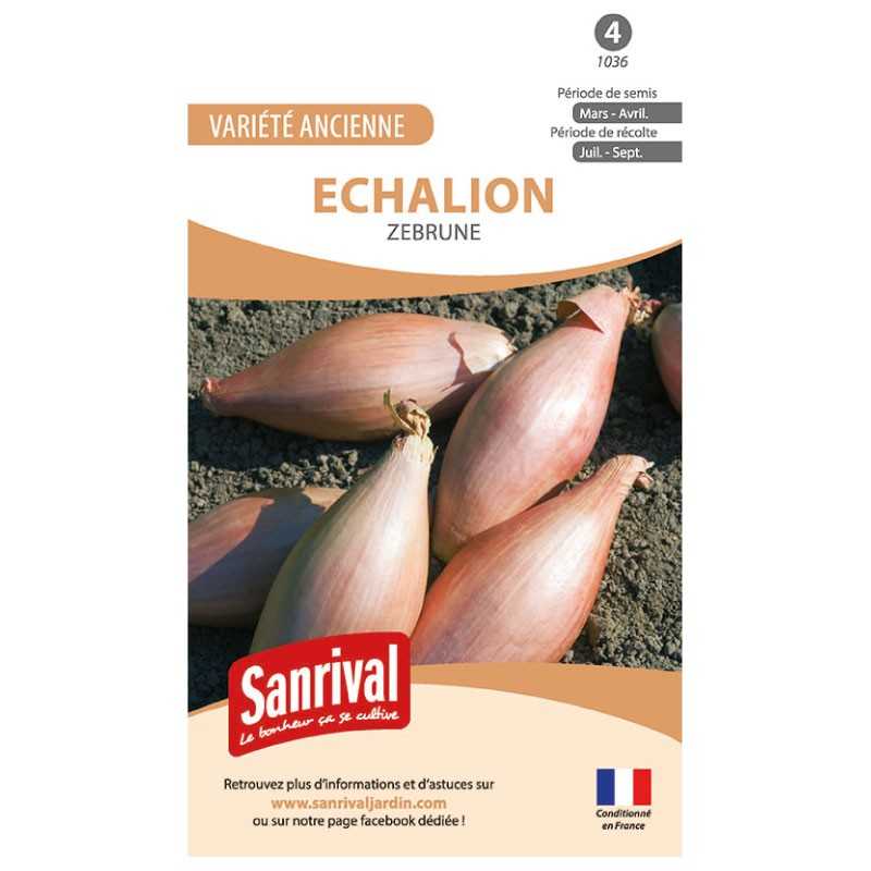 Graines d'Echalion Zebrune Graines d'Echalion Zebrune