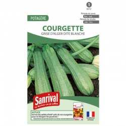 graines de Courgette Grise d'Alger dite blanche