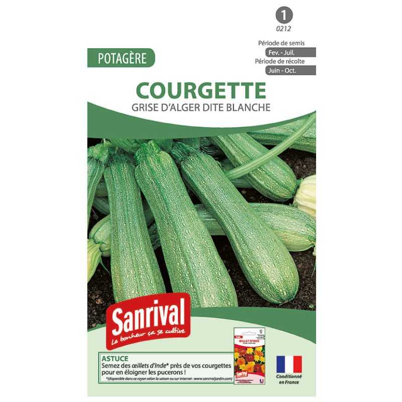 graines de Courgette Grise d'Alger dite blanche graines de Courgette Grise d'Alger dite blanche