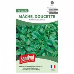 Graines de Mâche Verte de Cambrai (doucette)