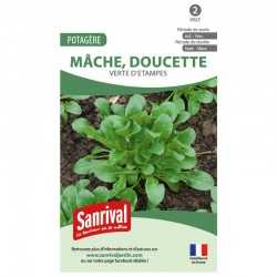graines de Mâche Verte dEtampes (doucette)