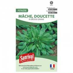graines de Mâche a grosse graine (doucette)
