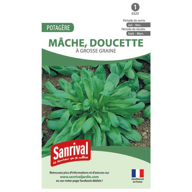 graines de Mâche a grosse graine (doucette)