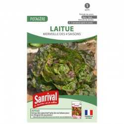 graines de Laitue Merveille des 4 saisons