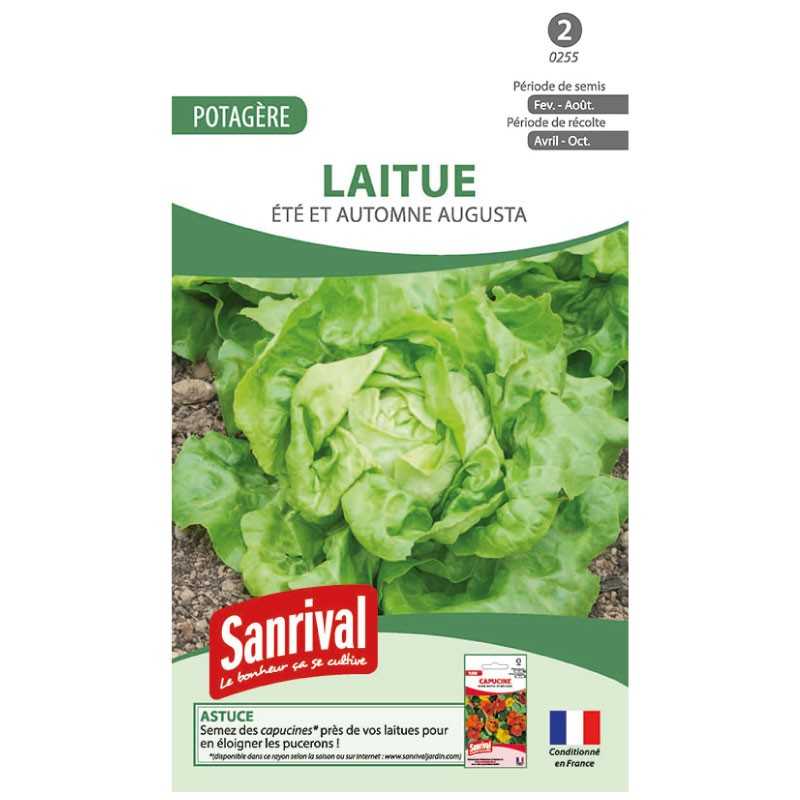 graines de Laitue été et automne Augusta graines de Laitue été et automne Augusta