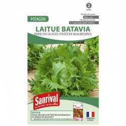 graines de Laitue Batavia Reine des glaces (Fris&eacute;e de Beauregard)