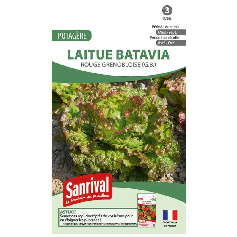 graines de Laitue Batavia Rouge grenobloise graines de Laitue Batavia Rouge grenobloise