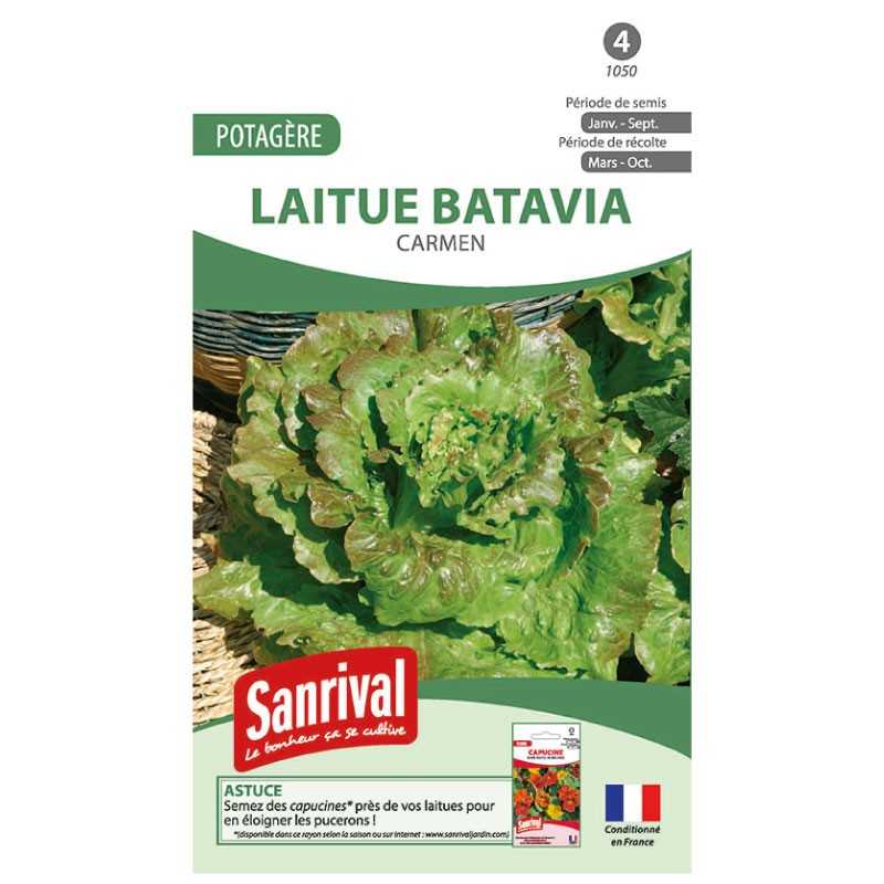 graines de Laitue Batavia Carmen graines de Laitue Batavia Carmen